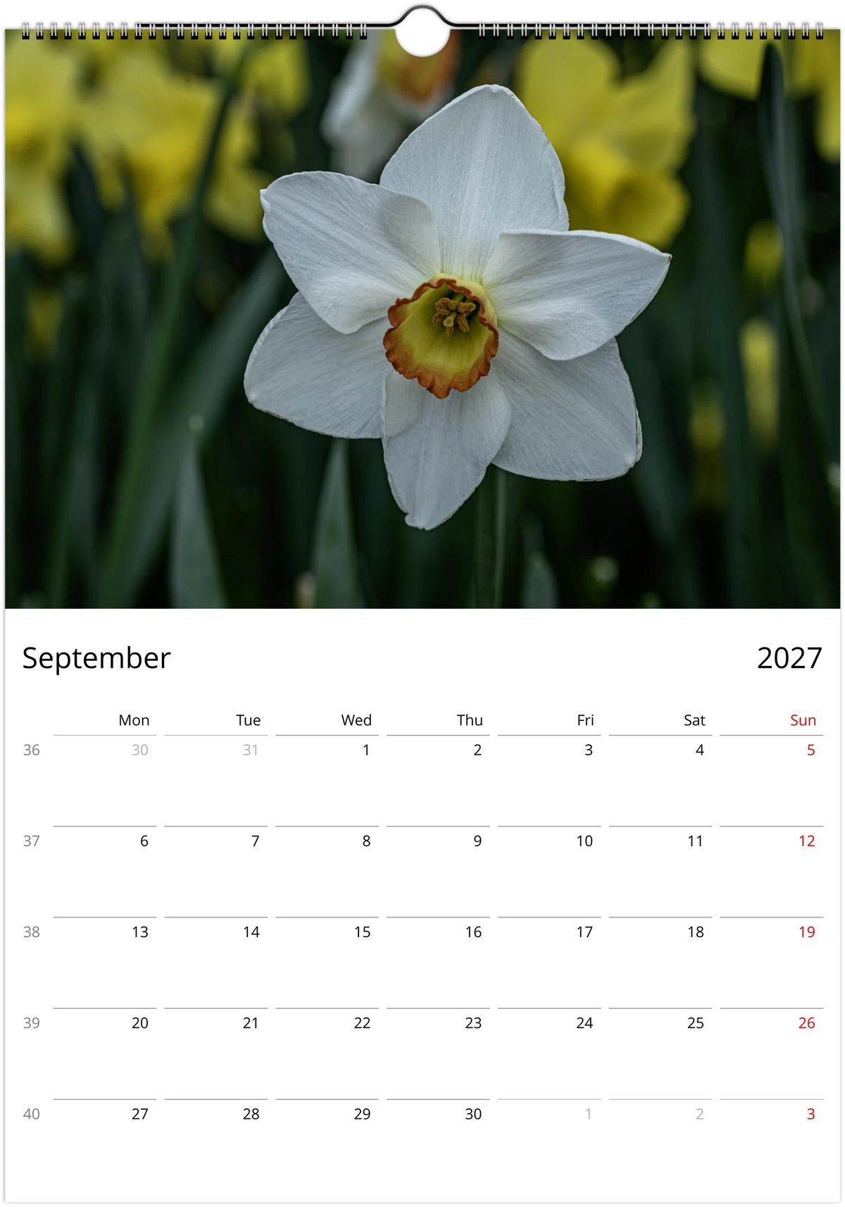 September 2027 page of the Daffodils wall calendar – a white daffodil with a small orange-rimmed cup, Monday-start monthly grid