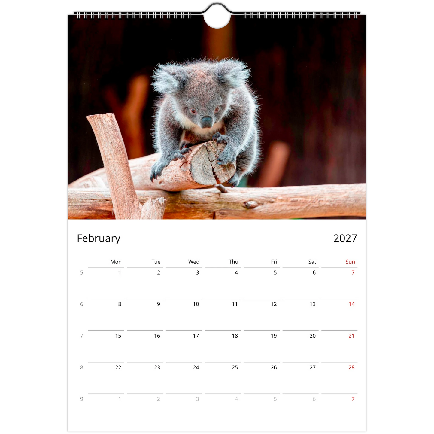 Koalas Wall Calendar – monthly spread with koala wildlife photography