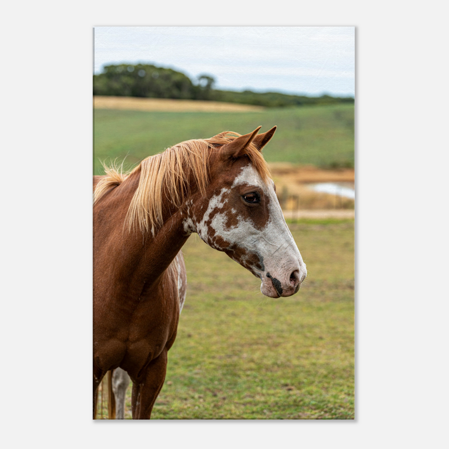 Horse Nursery Physical Print Canvas by Istvan Maar photography