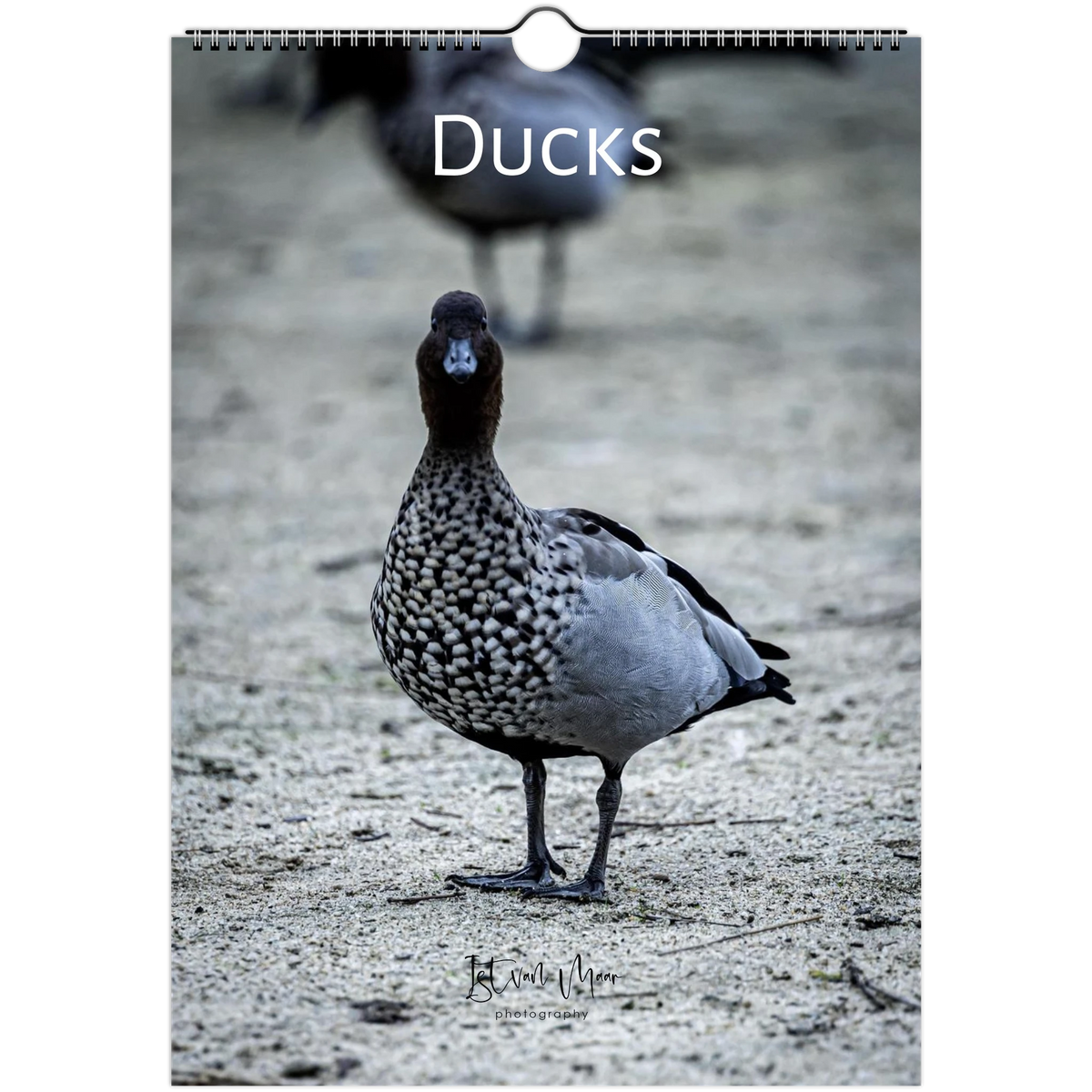 2027 Ducks Wall Calendar cover – Australian wood duck close-up, by Istvan Maar Photography