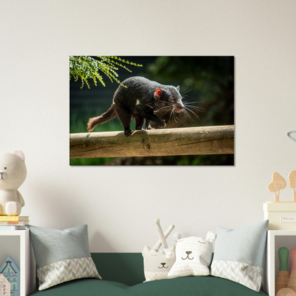 Native Australian Animals Nursery Canvas Tasmanian Devil by Istvan Maar Photography - kid's room décor