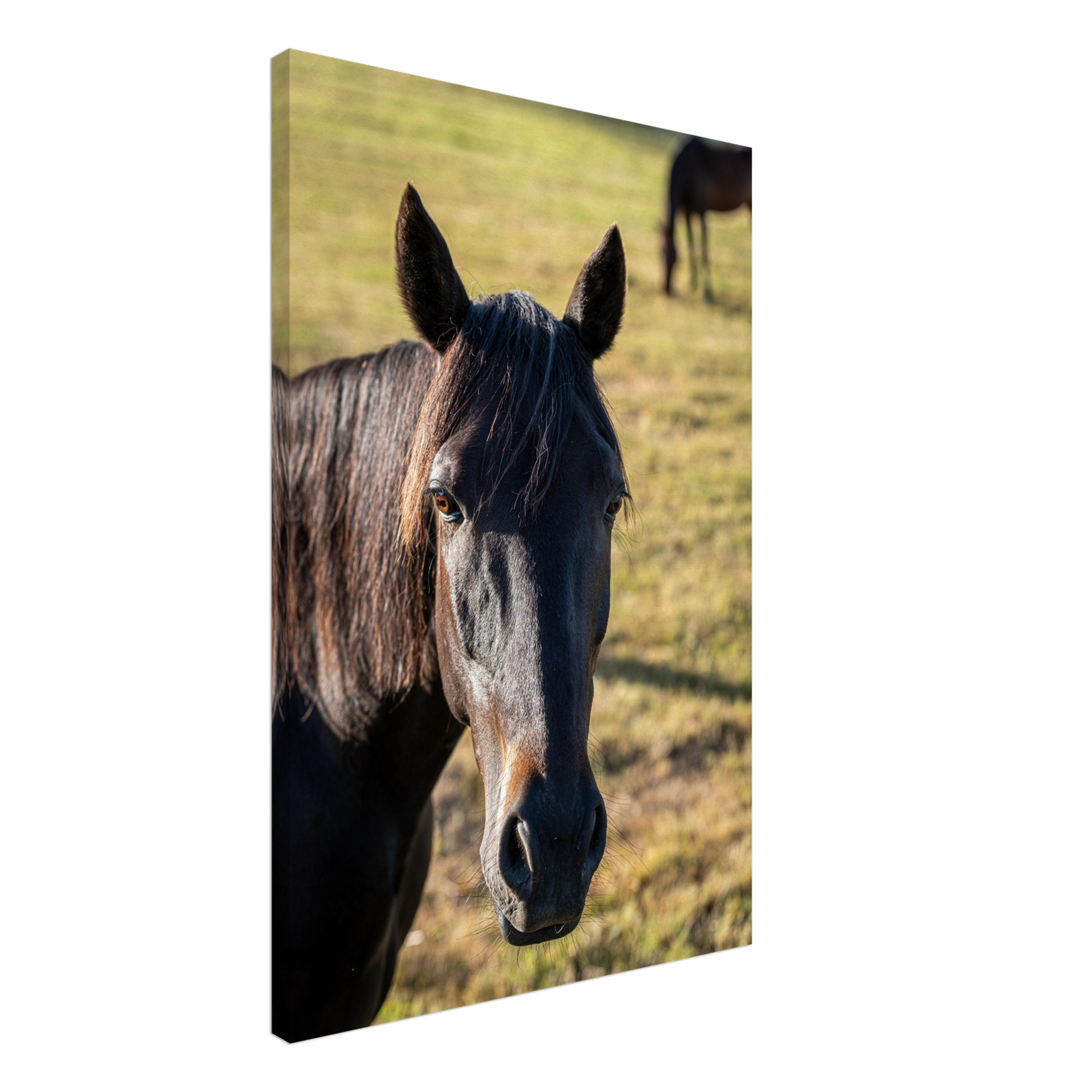 Horse Domestic Wall Art Photograph by Istvan Maar Photography