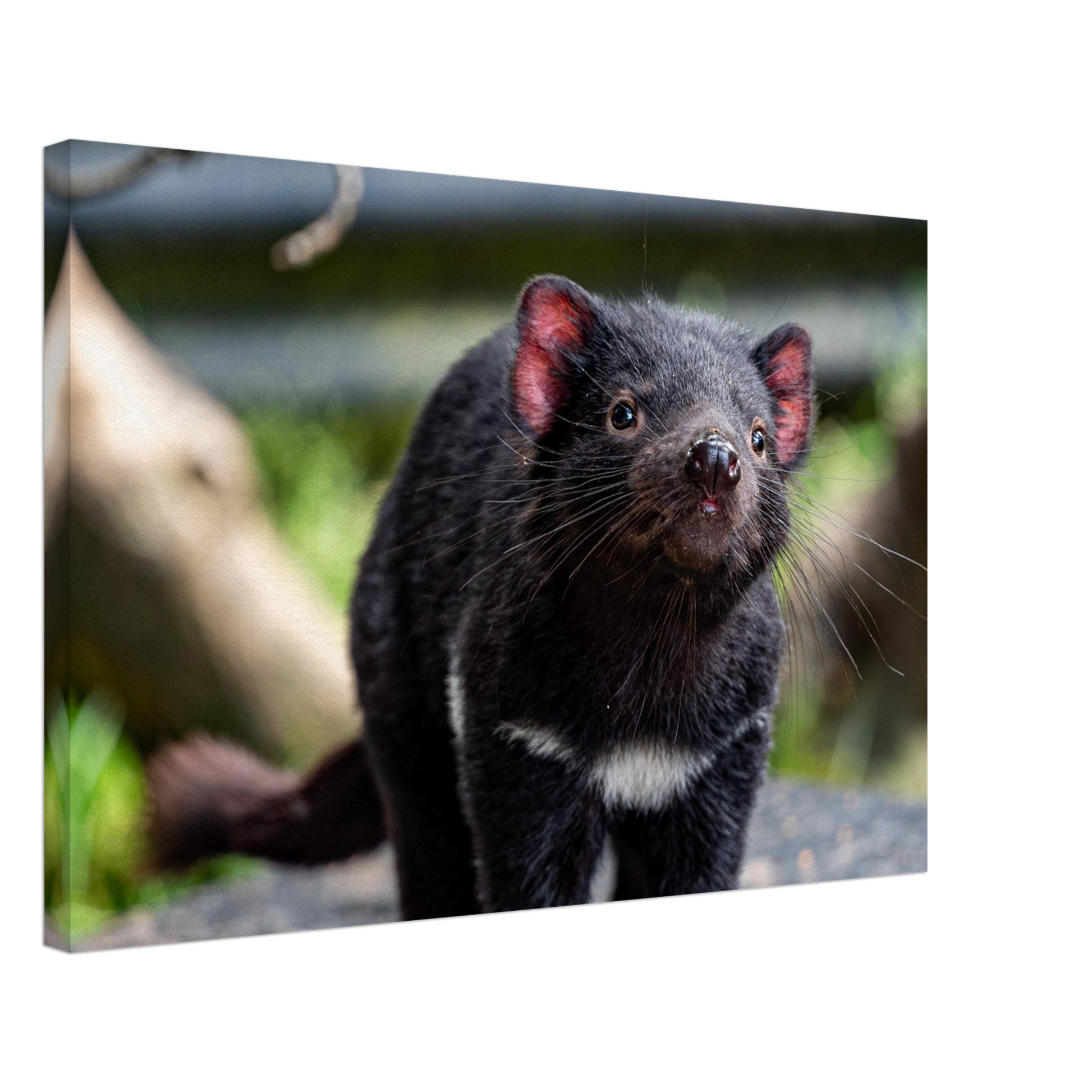 Native Australian Animals Nursery Canvas Tasmanian Devil by Istvan Maar Photography - by side