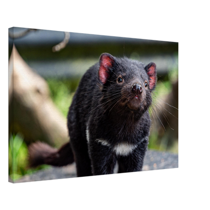 Native Australian Animals Nursery Canvas Tasmanian Devil by Istvan Maar Photography - by side