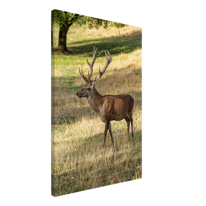 	
Deer Wildlife Animals Art Nursery Photography Wall Decor Kids Room Poster Playroom Artwork Stag Stretched Canvas 096