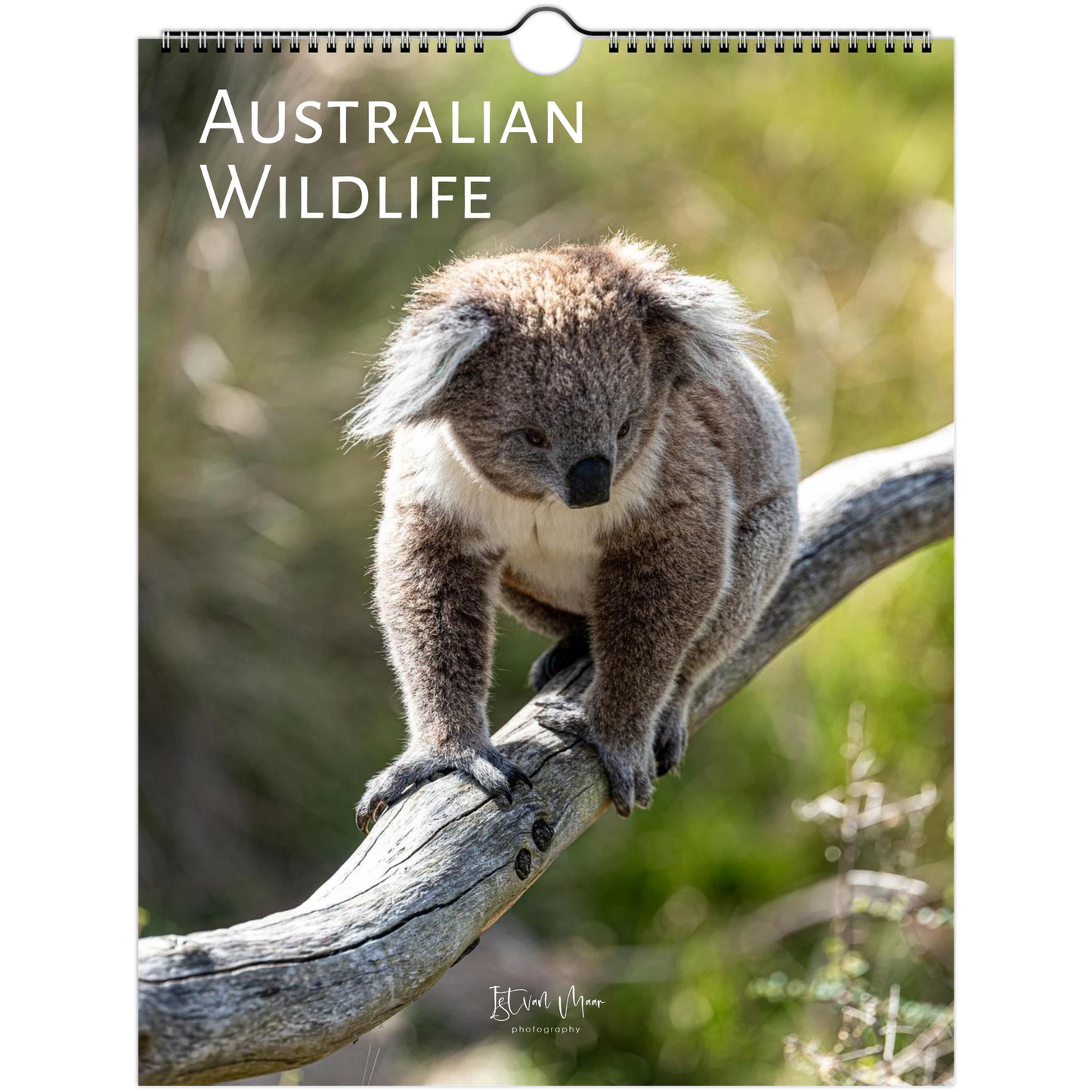 A spiral-bound wall calendar titled 'AUSTRALIAN WILDLIFE' featuring a koala sitting on a tree branch, with a blurred natural background.