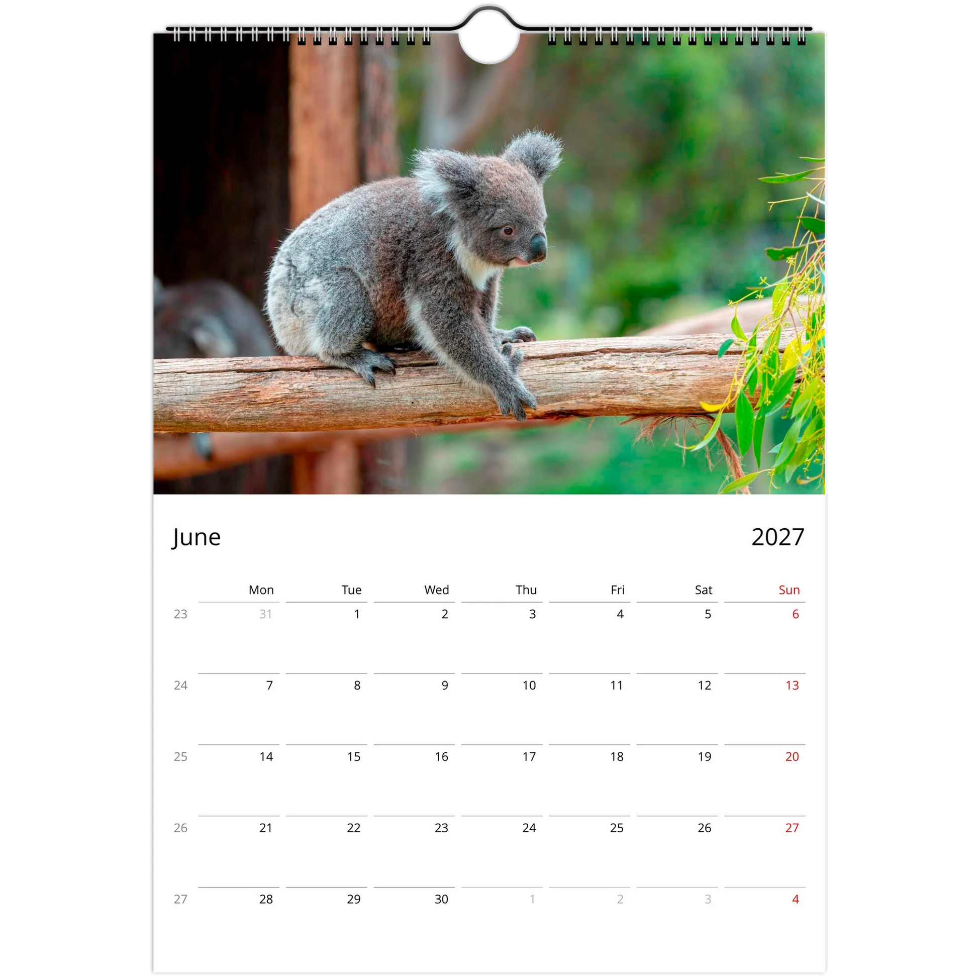 Koalas Wall Calendar – photography detail of koalas in eucalyptus trees