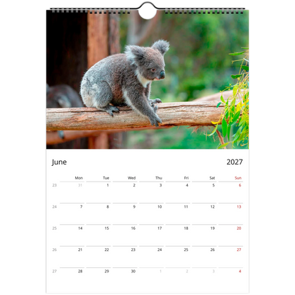 Koalas Wall Calendar – photography detail of koalas in eucalyptus trees