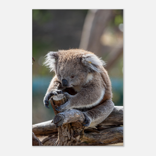 Cute koala sits on the tree - by Istvan Maar Photography - closeup