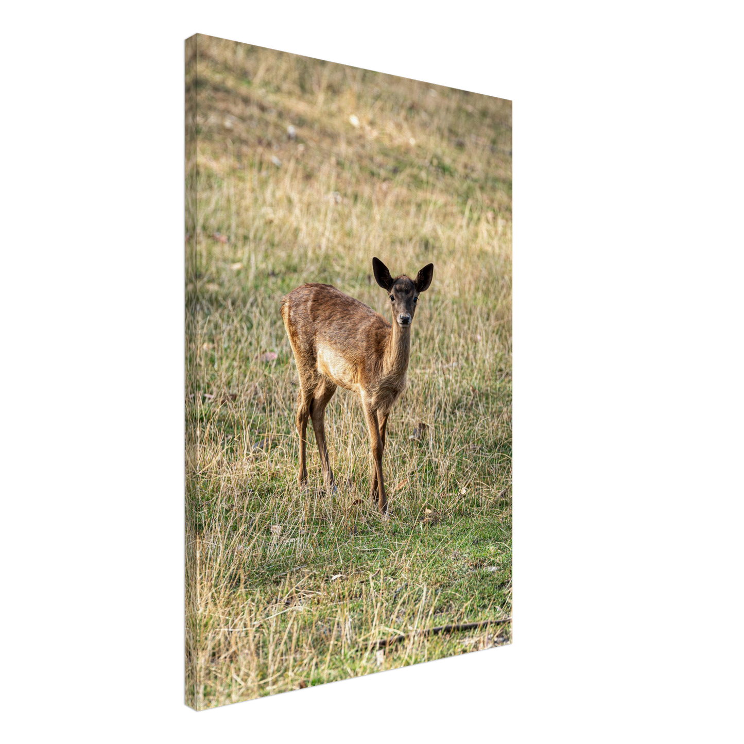 	
Deer Wildlife Animals Art Nursery Photography Wall Decor Kids Room Poster Playroom Artwork Stag Stretched Canvas 142