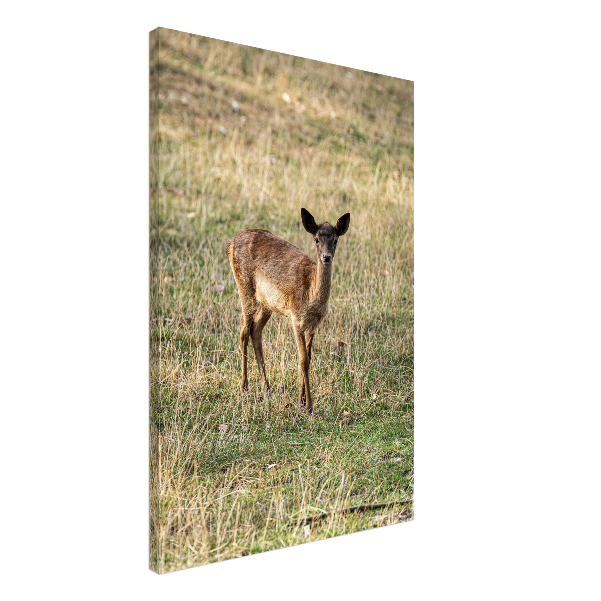 	
Deer Wildlife Animals Art Nursery Photography Wall Decor Kids Room Poster Playroom Artwork Stag Stretched Canvas 142