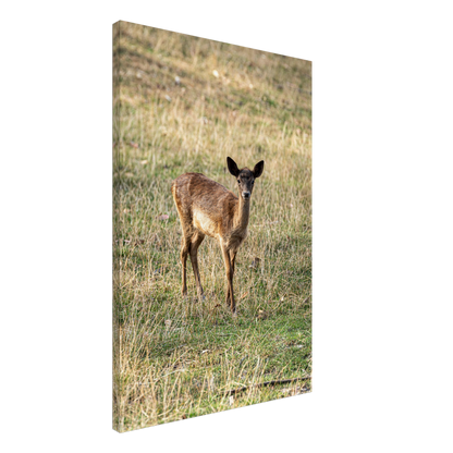 	
Deer Wildlife Animals Art Nursery Photography Wall Decor Kids Room Poster Playroom Artwork Stag Stretched Canvas 142