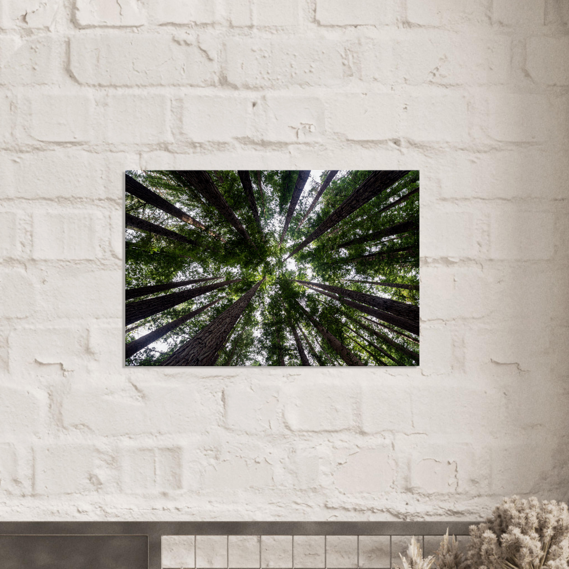 Redwood forest photo canvas by Istvan Maar Photography - on brick wall