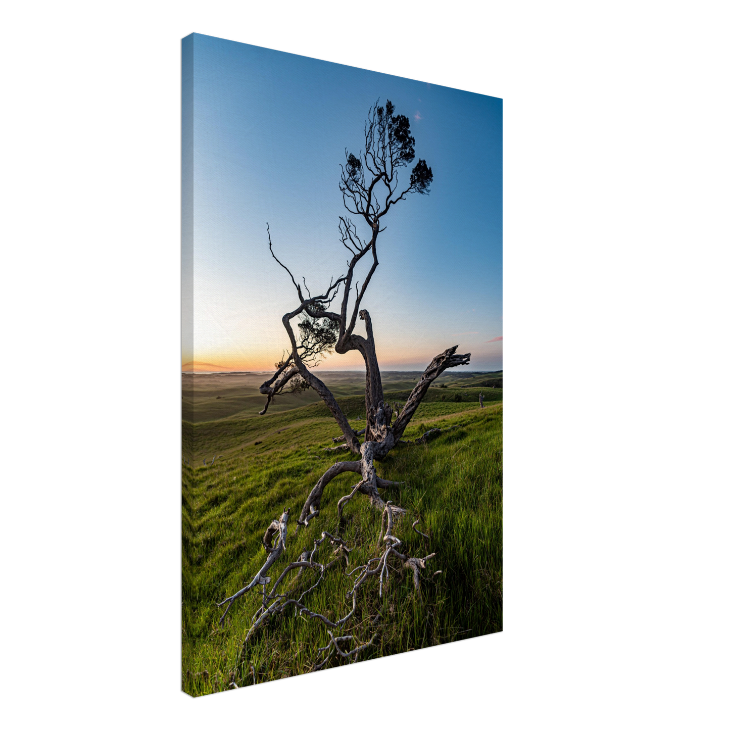 Twisted tree in sunset on canvas by Istvan Maar Photography - by side