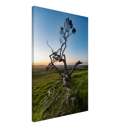 Twisted tree in sunset on canvas by Istvan Maar Photography - by side