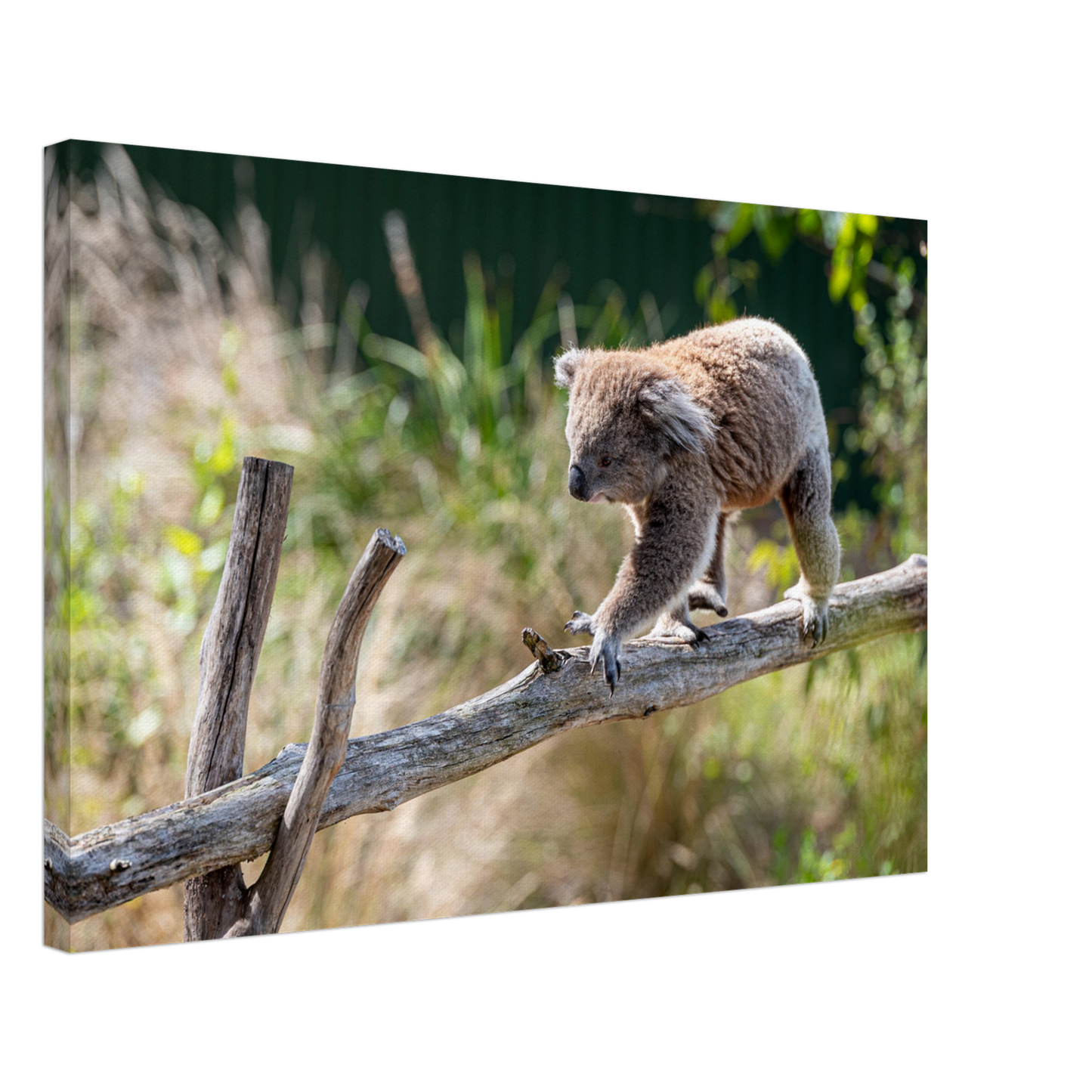 Cute Native Australian Animals Nursery Koala Canvas by Istvan Maar Photography - close-up