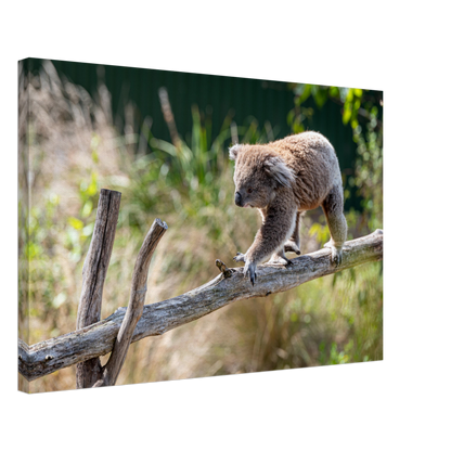 Cute Native Australian Animals Nursery Koala Canvas by Istvan Maar Photography - close-up