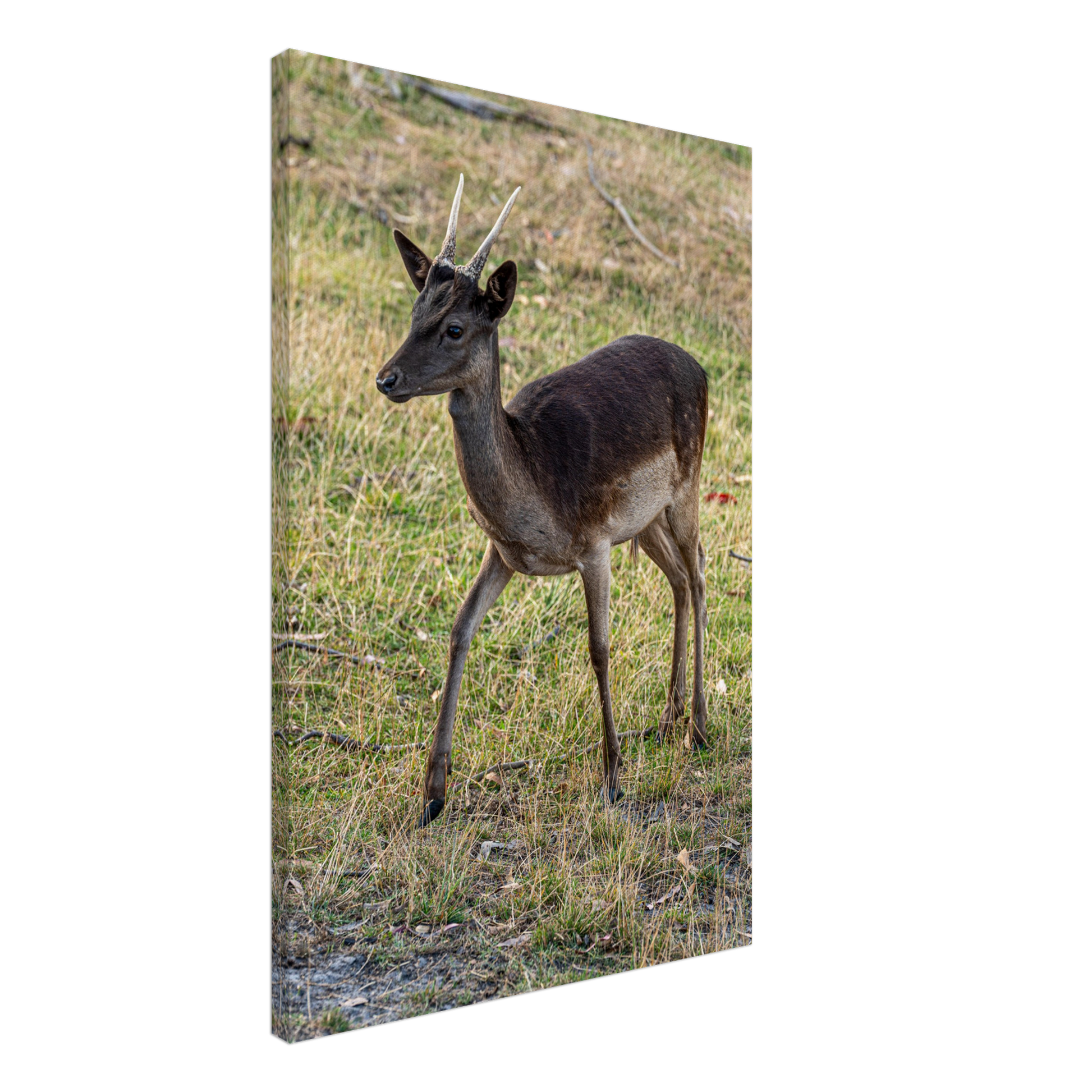 	
Deer Wildlife Animals Art Nursery Photography Wall Decor Kids Room Poster Playroom Artwork Stag Stretched Canvas 039