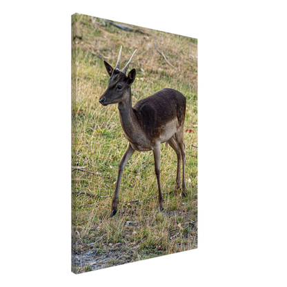 	
Deer Wildlife Animals Art Nursery Photography Wall Decor Kids Room Poster Playroom Artwork Stag Stretched Canvas 039