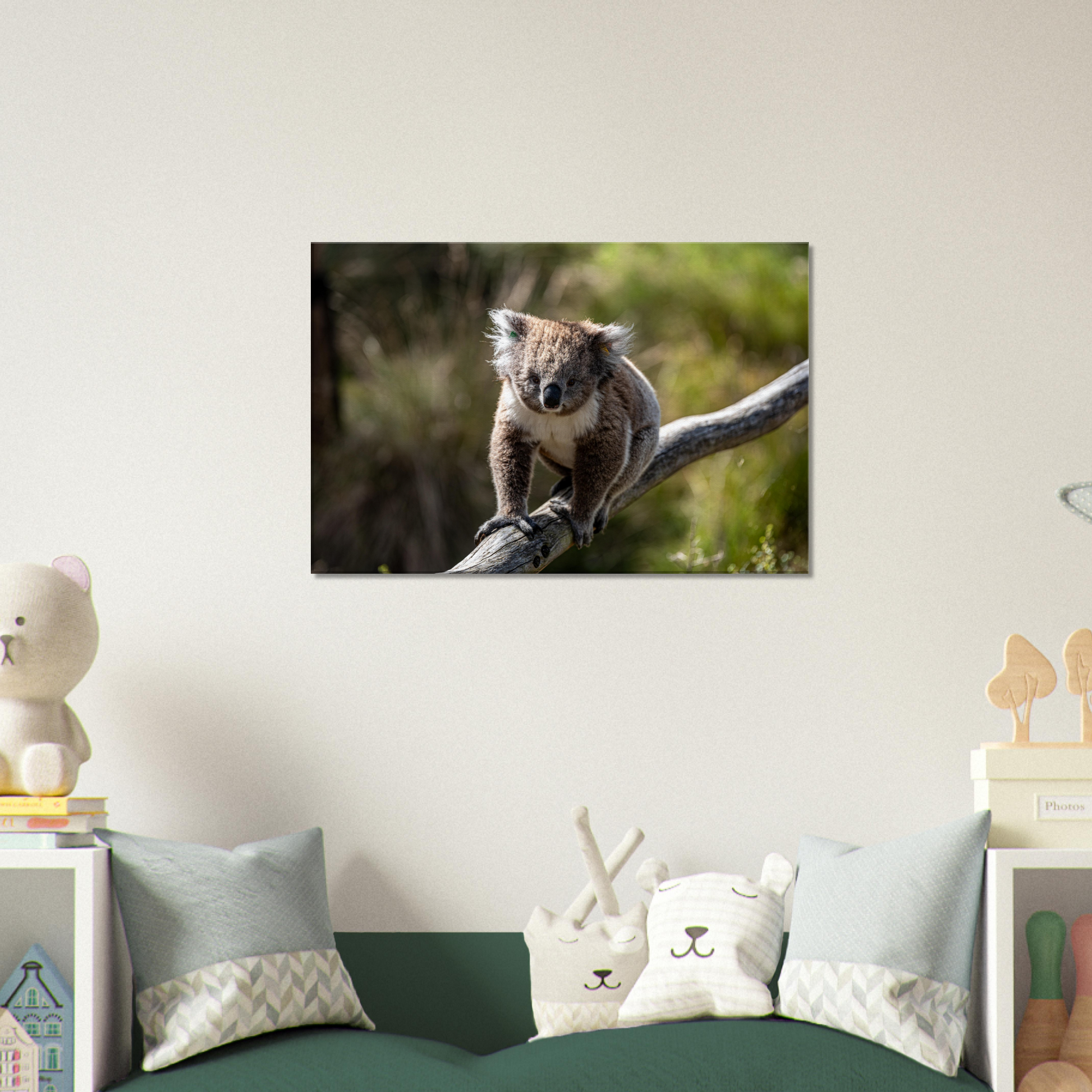 Native Australian Animals Nursery Koala Canvas by Istvan Maar Photography - kid's room