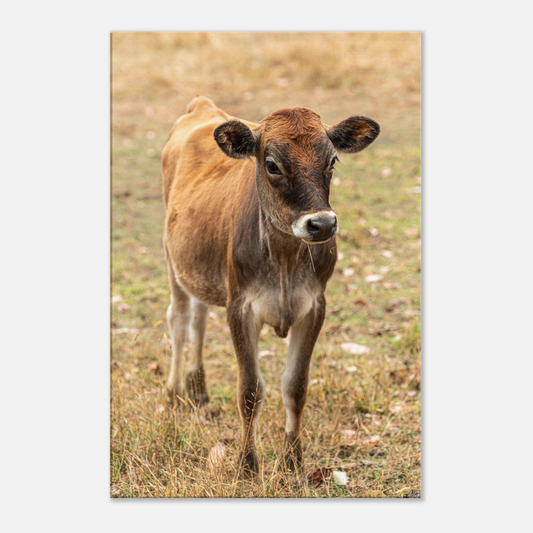 Cute calf Domestic Animal Canvas Wall Art Photography, Nursery Print, Nursery Animal Wall Decor, Kids Room, Prints, Stretched canvas by Istvan Maar Photography mockup 49