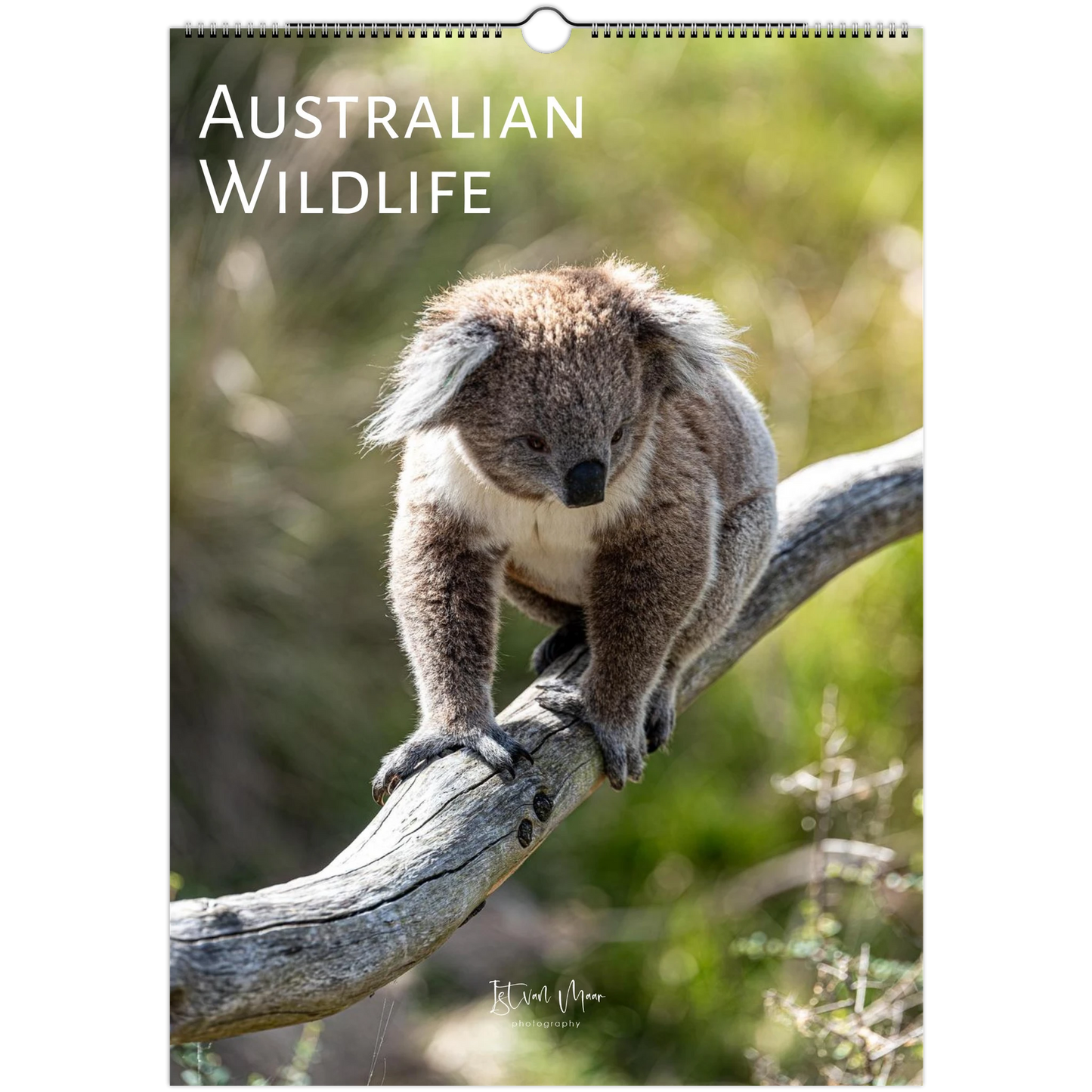 Calendar cover featuring a koala on a branch with 'Australian Wildlife' text.