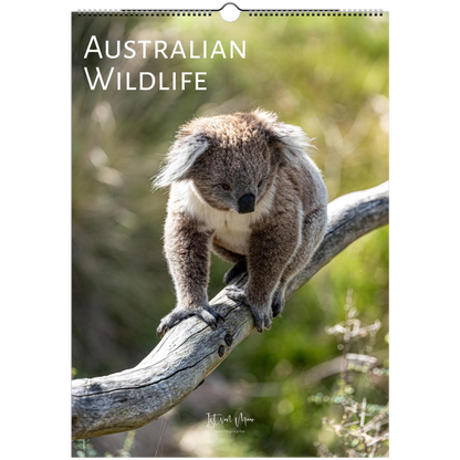 Calendar cover featuring a koala on a branch with 'Australian Wildlife' text.