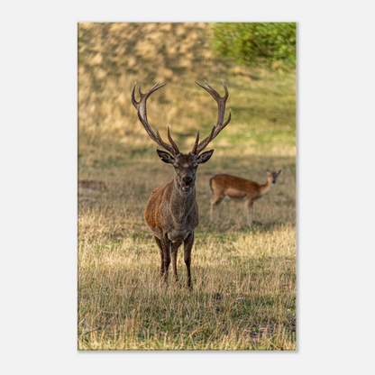 	
Deer Wildlife Animals Art Nursery Photography Wall Decor Kids Room Poster Playroom Artwork Stag Stretched Canvas 019