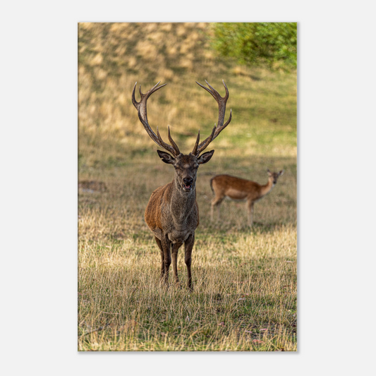 	
Deer Wildlife Animals Art Nursery Photography Wall Decor Kids Room Poster Playroom Artwork Stag Stretched Canvas 019