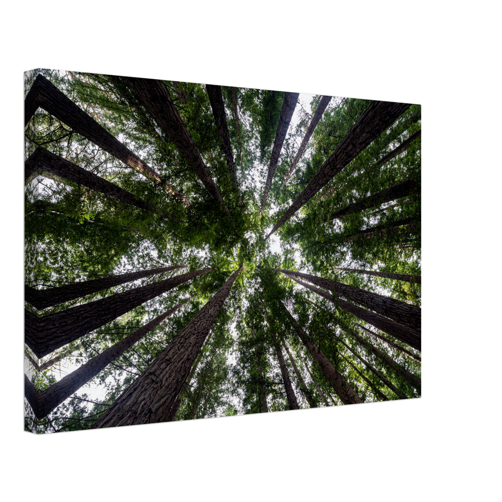 Redwood forest photo canvas by Istvan Maar Photography - by side