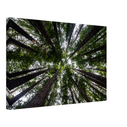 Redwood forest photo canvas by Istvan Maar Photography - by side