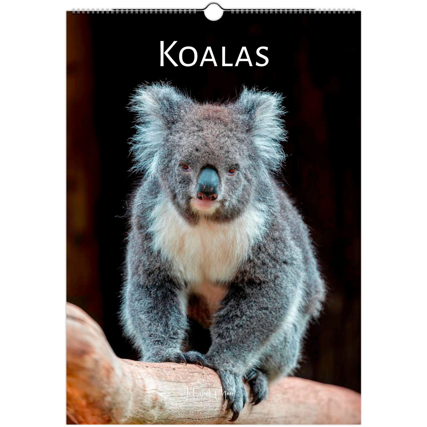 Ledger Koalas Wall Calendar 2027 front cover – Istvan Maar Photography – Animal Calendars – Australian animal calendars