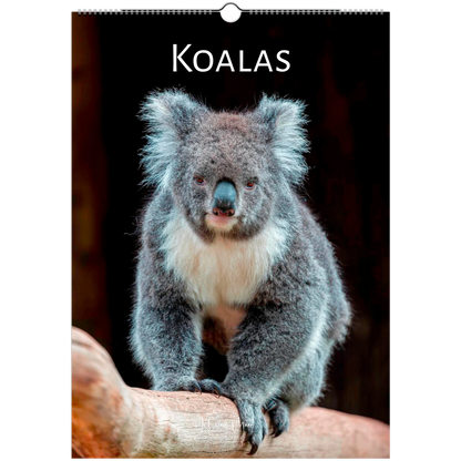 Ledger Koalas Wall Calendar 2027 front cover – Istvan Maar Photography – Animal Calendars – Australian animal calendars