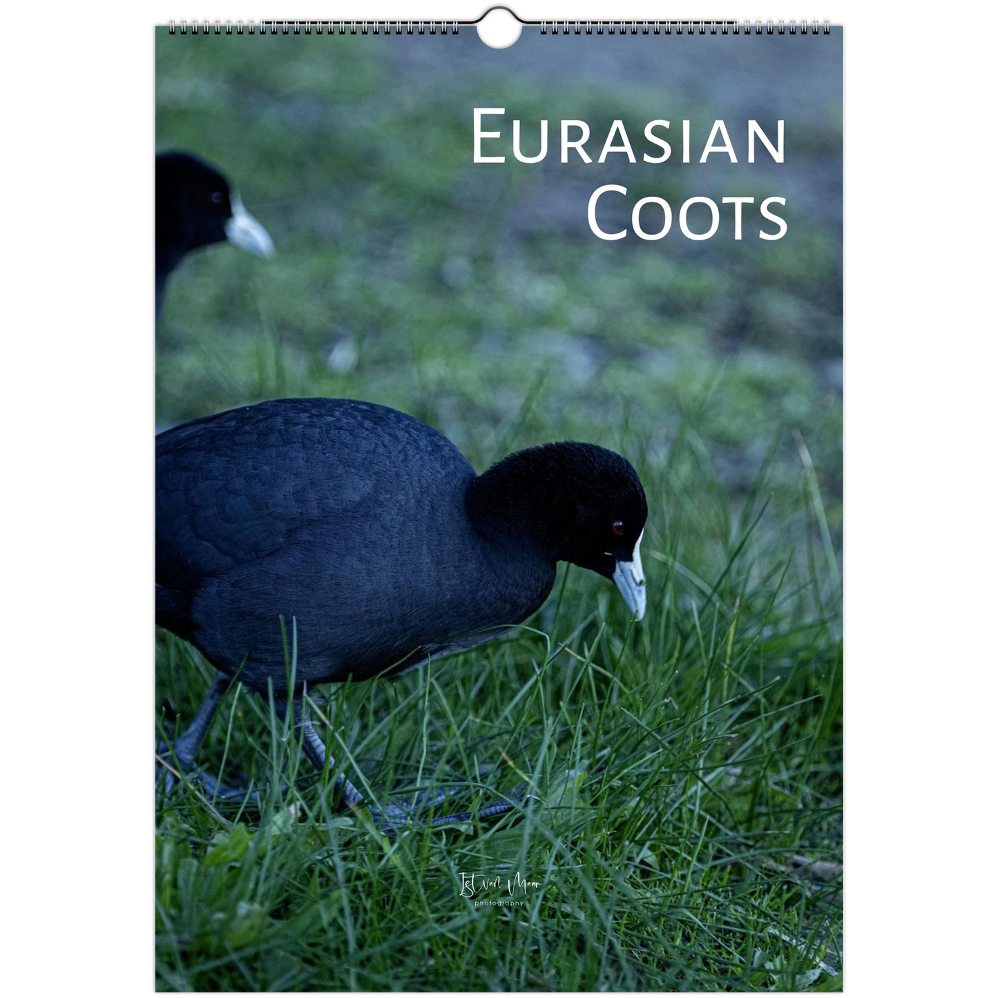 2027 Eurasian Coots wall calendar cover – two Eurasian Coots foraging on grass