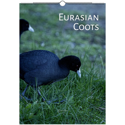 2027 Eurasian Coots wall calendar cover – two Eurasian Coots foraging on grass