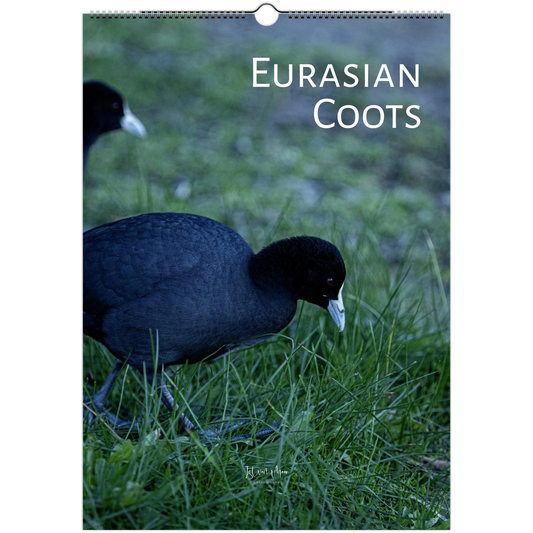 2027 Eurasian Coots wall calendar cover – two Eurasian Coots foraging on grass