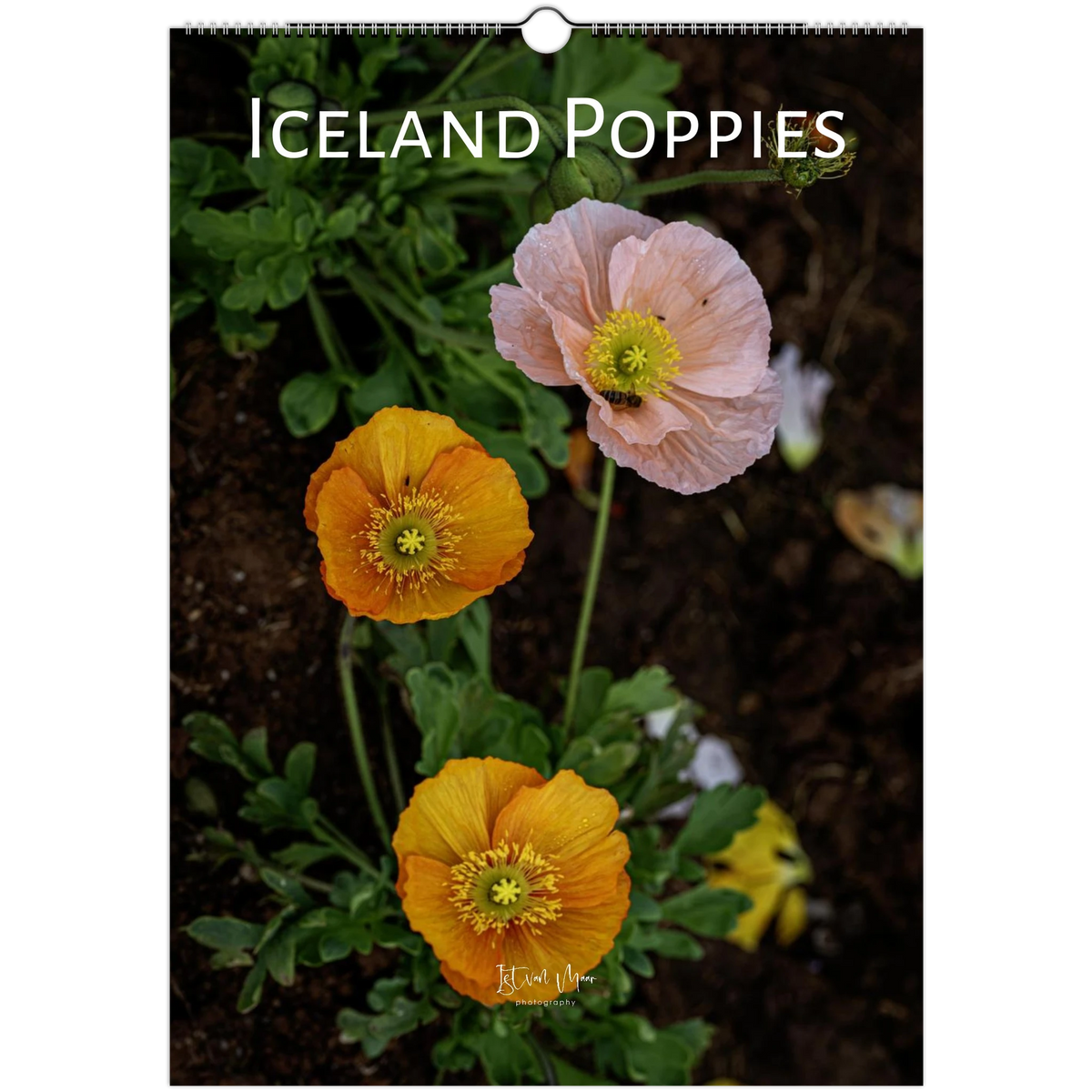 Back cover of the 2027 Personalised Iceland Poppies Wall Calendar, showing pink and orange Iceland poppies with a bee, by Istvan Maar Photography.