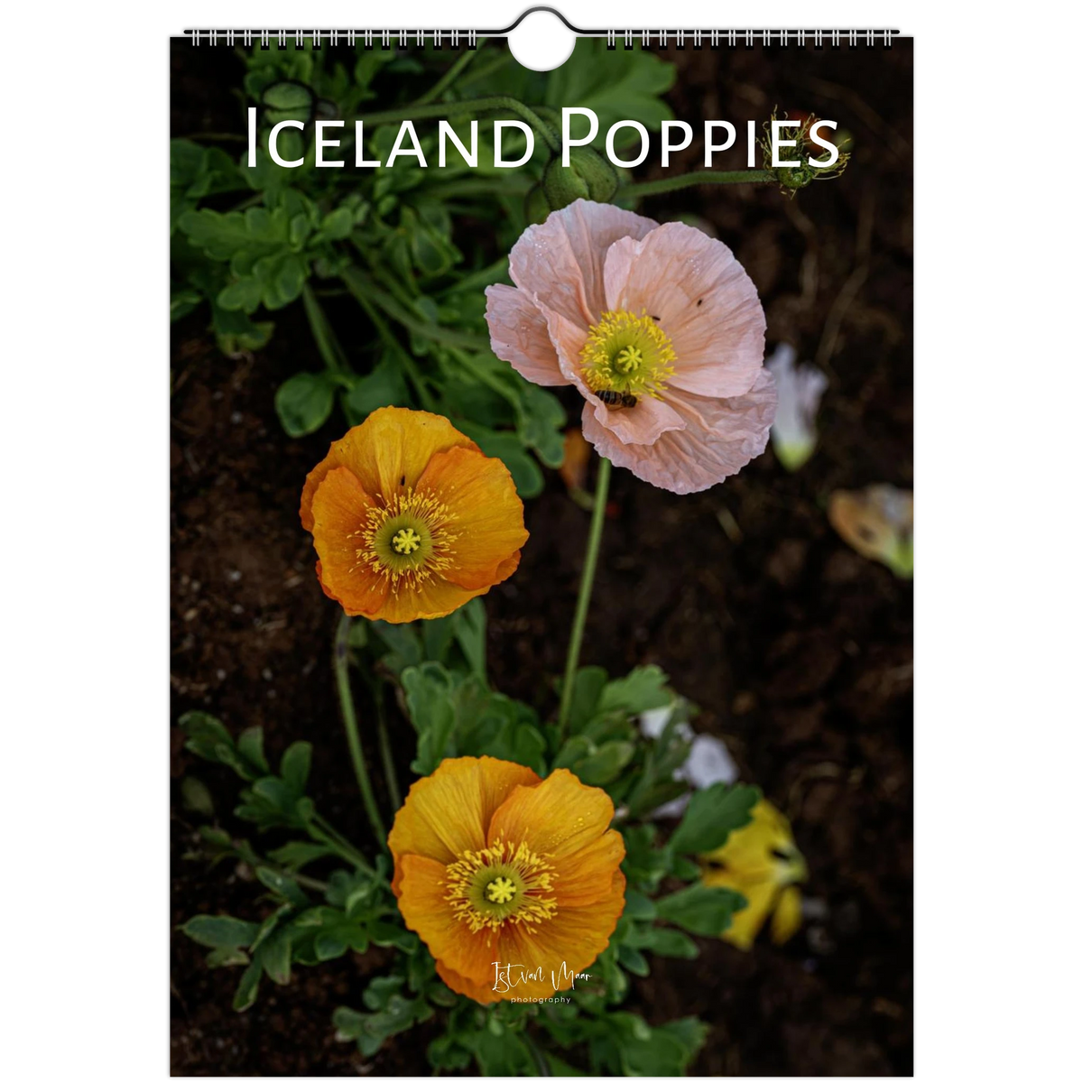 2027 Personalised Iceland Poppies Wall Calendar cover, showing pink and orange Iceland poppies with a bee, by Istvan Maar Photography.