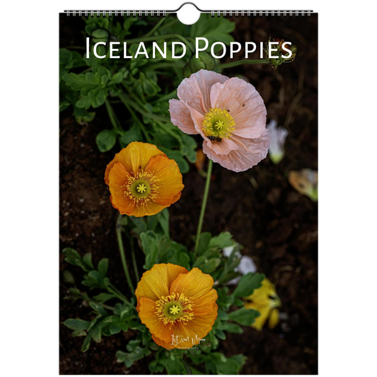 2027 Personalised Iceland Poppies Wall Calendar cover, showing pink and orange Iceland poppies with a bee, by Istvan Maar Photography.
