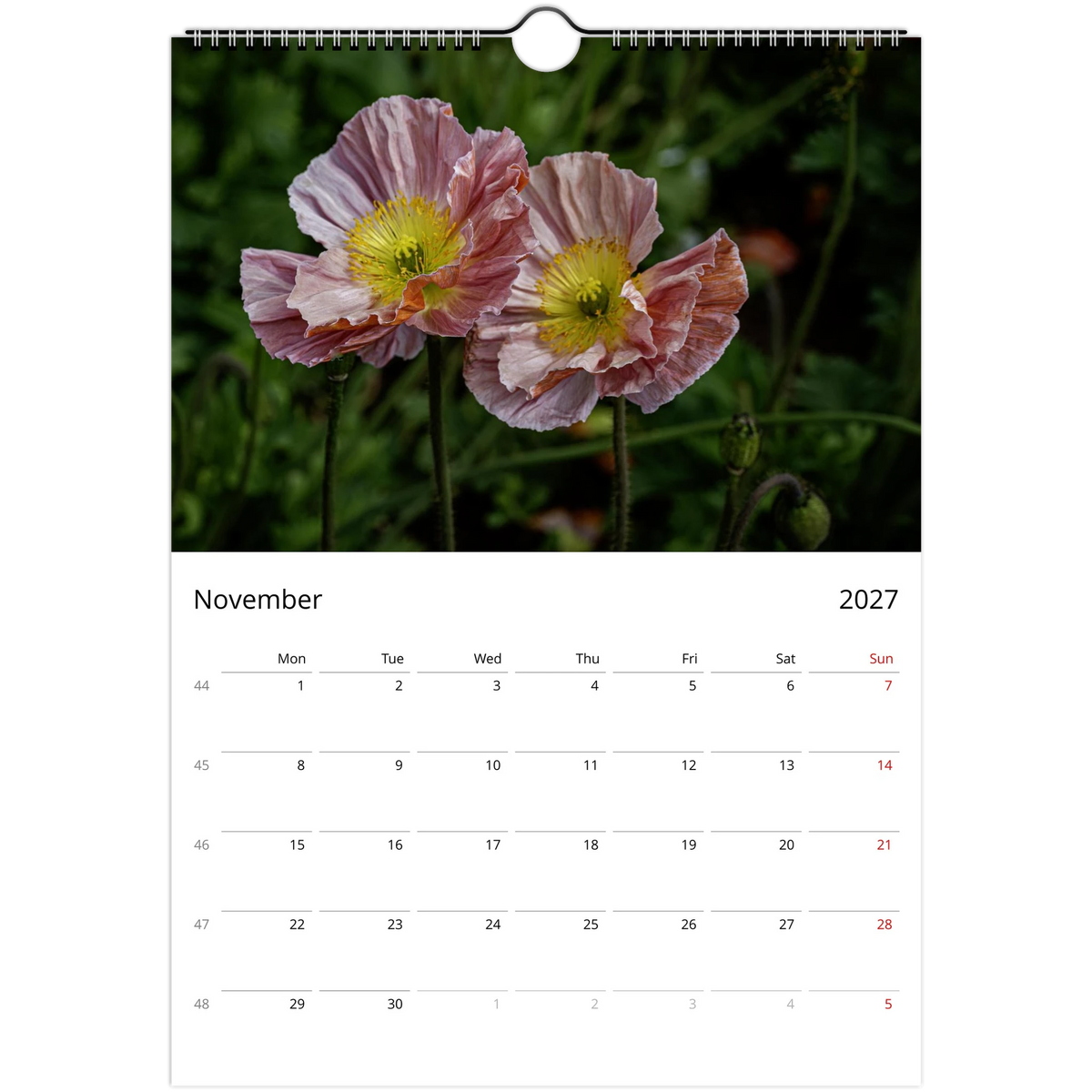 November 2027 calendar page featuring two dusty-pink Iceland poppies in soft evening light.