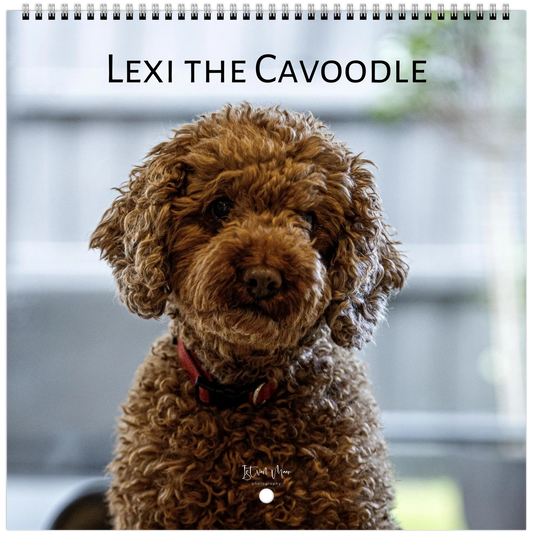 2027 Lexi the Cavoodle square wall calendar cover, 21 x 21 cm – curly brown Cavoodle portrait, fine art dog photography by Istvan Maar Photography