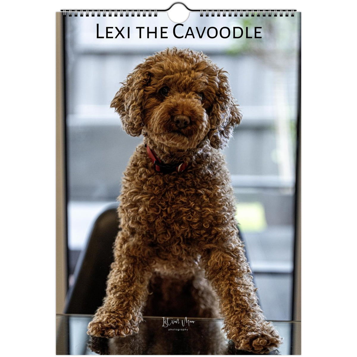 2027 Lexi the Cavoodle wall calendar cover, A4 size – brown Cavoodle sitting on a glass table, fine art dog photography by Istvan Maar Photography