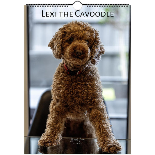 2027 Lexi the Cavoodle wall calendar cover, A4 size – brown Cavoodle sitting on a glass table, fine art dog photography by Istvan Maar Photography