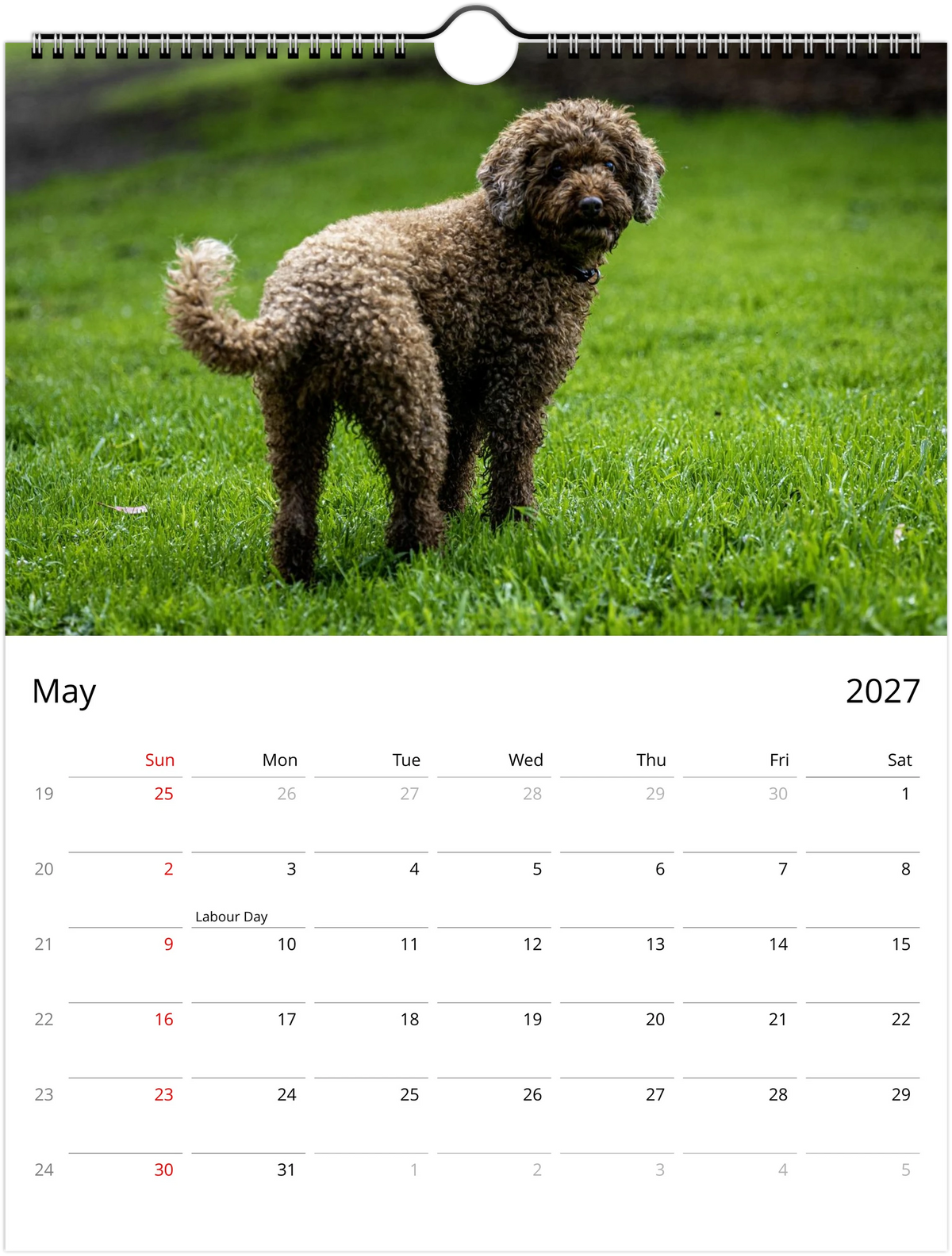 May 2027 page of the Lexi the Cavoodle wall calendar – curly brown Cavoodle standing on green grass, Sunday-start monthly grid