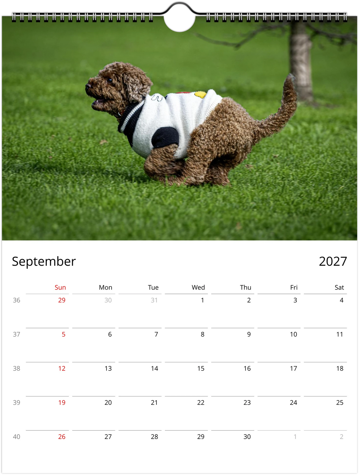 September 2027 page of the Lexi the Cavoodle wall calendar – Cavoodle in a knitted jumper running in the park, Sunday-start monthly grid