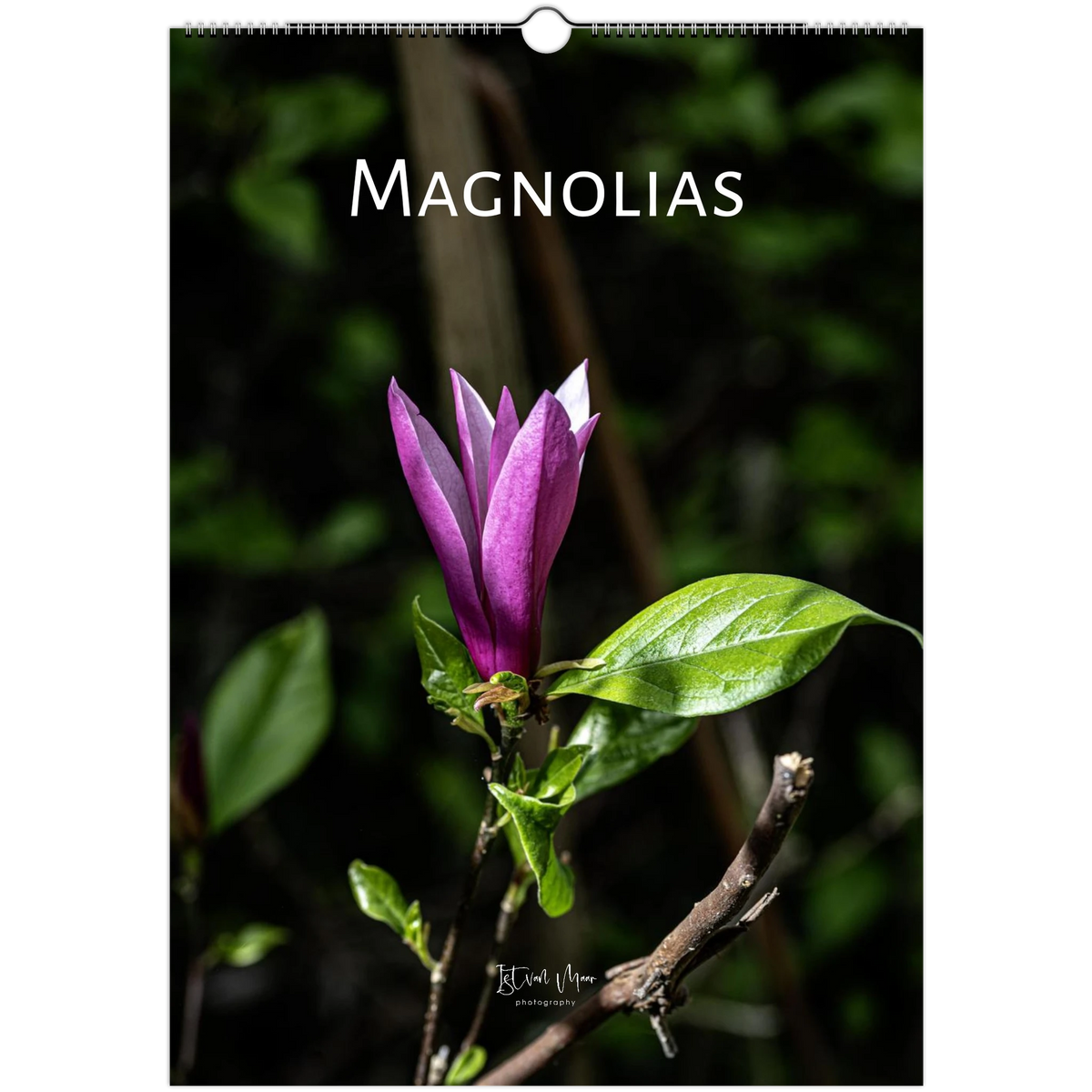 2027 Personalised Magnolias Wall Calendar cover – magenta magnolia bloom against dark green foliage, Dandenong Ranges Botanic Garden