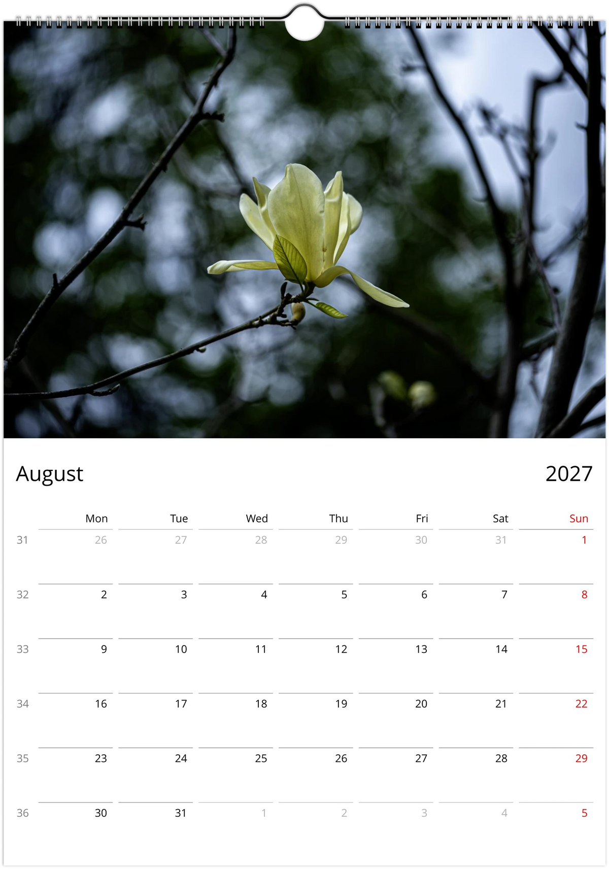 August page – creamy yellow magnolia flower on a bare branch against soft bokeh, Magnolias Wall Calendar 2027