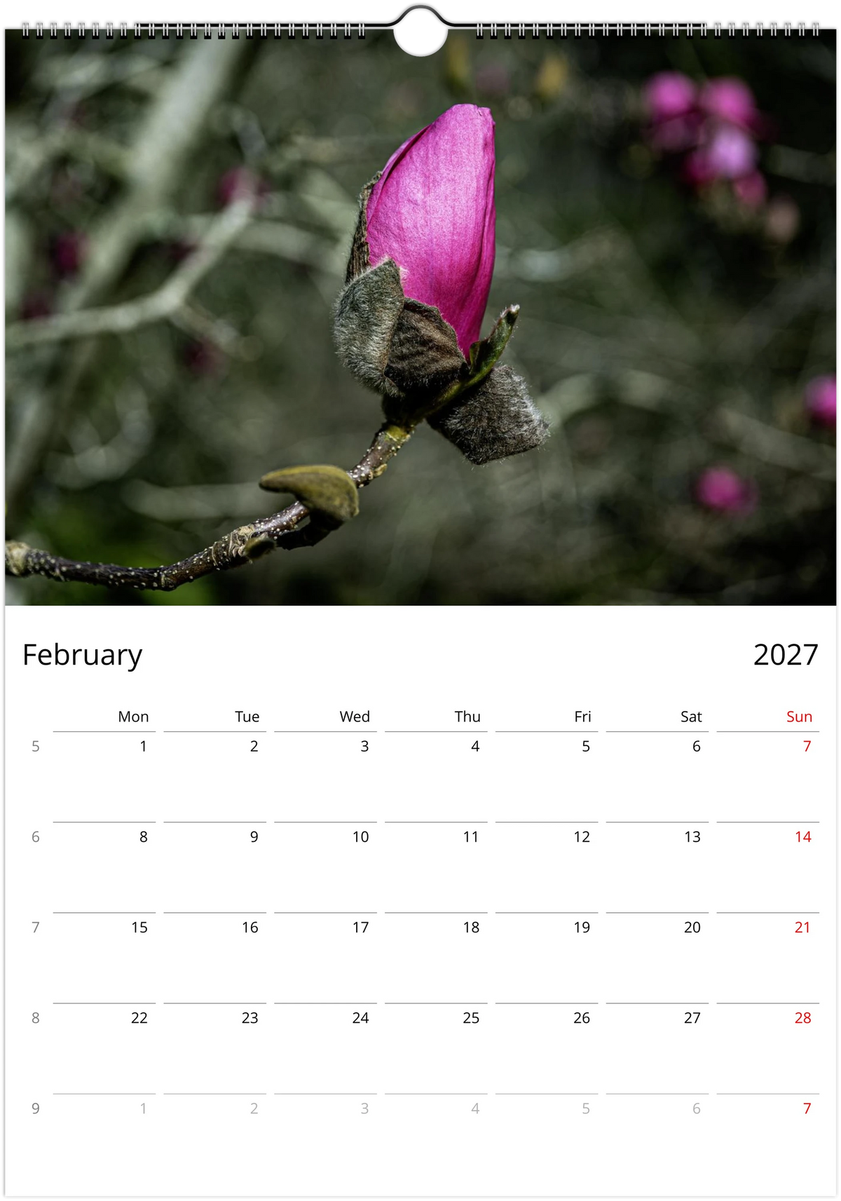 February page – bright pink magnolia bud opening from its furry casing, Magnolias Wall Calendar 2027