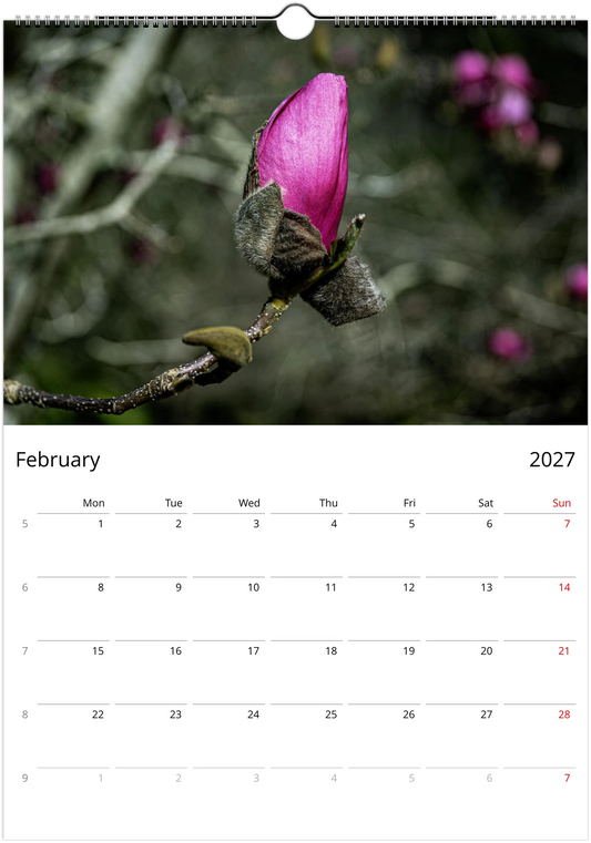 February page – bright pink magnolia bud opening from its furry casing, Magnolias Wall Calendar 2027