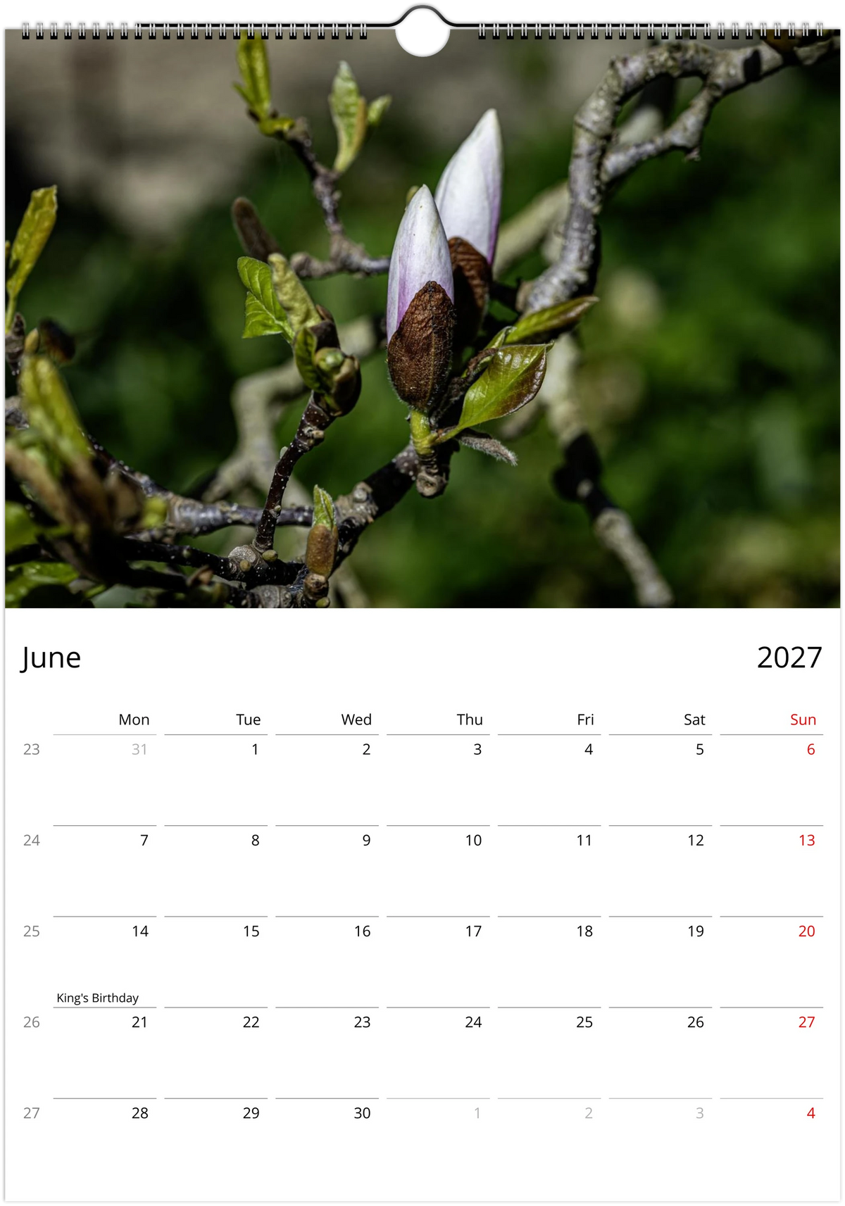 June page – pale pink and white magnolia buds on a twisting branch with new spring leaves, Magnolias Wall Calendar 2027